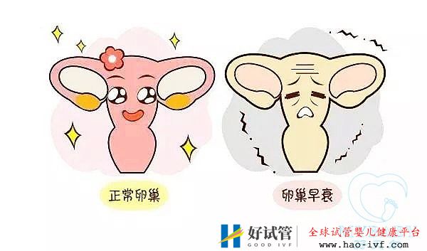 卵巢早衰做试管婴儿的成功率多大,是自卵还是供卵好?(图1) 卵巢早衰做试管婴儿的成功率多大,是自卵还是供卵好?(图1)