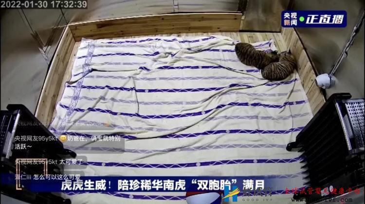 养一头胖虎,你要花多少钱?(图1) 养一头胖虎,你要花多少钱?(图1)