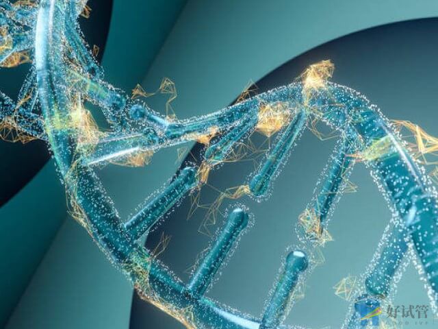 胚胎14号染色体长臂重复严重吗?(图1) 胚胎14号染色体长臂重复严重