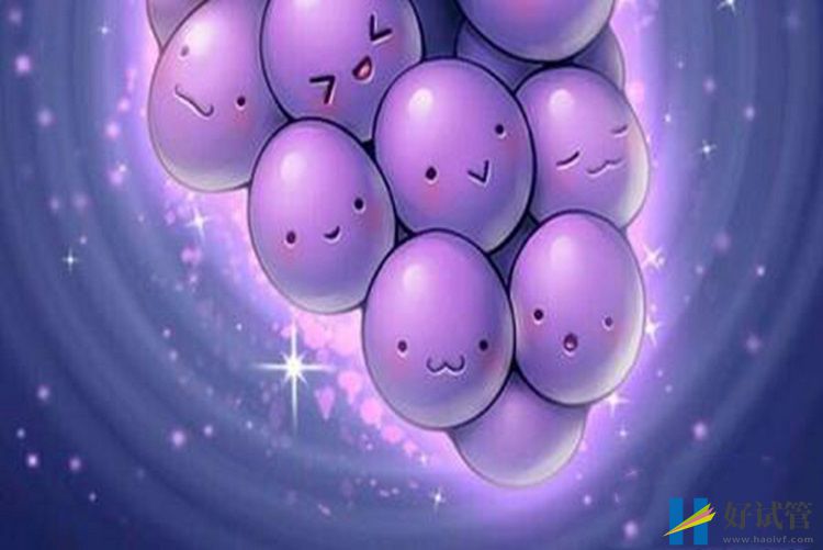 多精入卵会导致流产