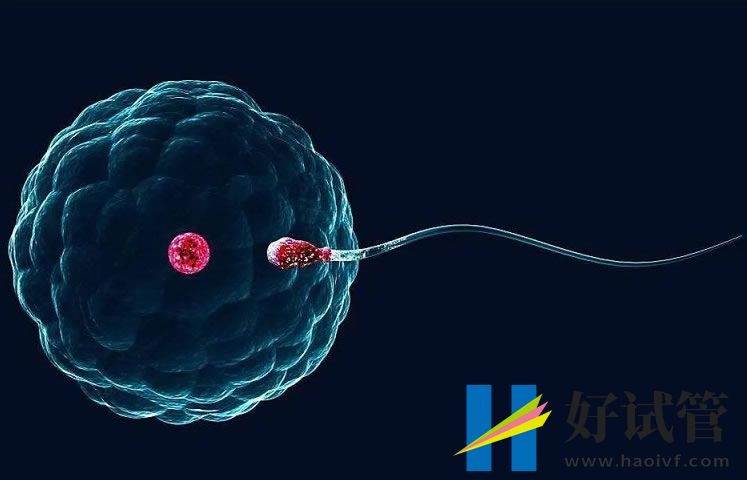 美国单身试管婴儿优势及价格(图1) sg (40).jpg