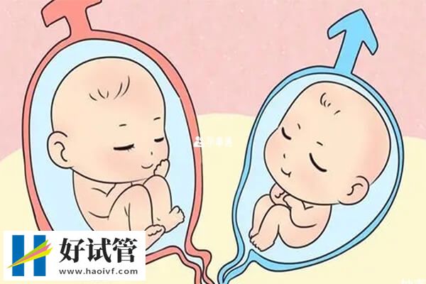 三代试管婴儿生双胞胎的概率(图1) 三代试管婴儿生双胞胎的几率