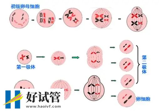 三代“试管婴儿”对高龄妇女有用吗?(图1) c413c79ef83c4e6338e1998d1b668f38_640_wx_fmt=png&tp=webp&wxfrom=5&wx_lazy=1&wx_co=1.webp