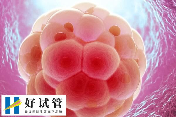 鲜胚7b和8b的本质差别是什么(图2) 鲜胚8细胞发育阶段更接近最佳标准