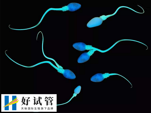 高龄夫妻做试管的成功率(图3) 精子畸形会影响胚胎质量