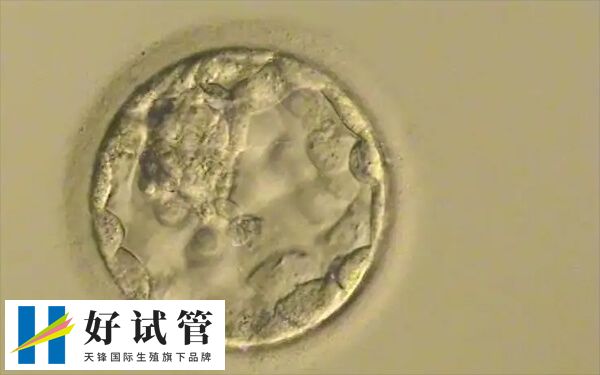 胚胎培养成囊胚的过程是什么(图2) 养囊成功率大概在40%-60%之间
