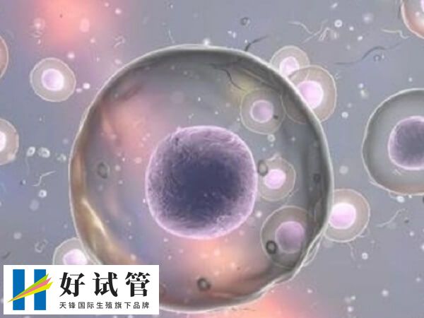 4细胞胚胎有没有移植的必要(图2) 4细胞养囊成功的概率大概有40%