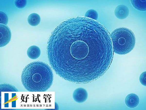 5cb囊胚具备移植的必要性