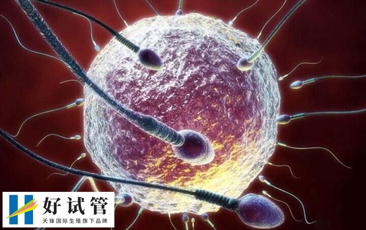 肥胖对试管婴儿有什么影响(图1) 卵子质量是决定试管成功的关键因素