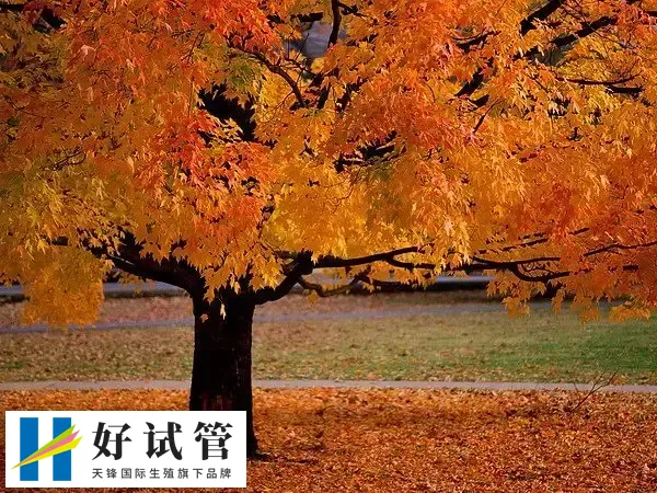 一到秋天孩子就犯鼻炎怎么回事(图1) 秋季天气转凉更有利于细菌和病毒的传播